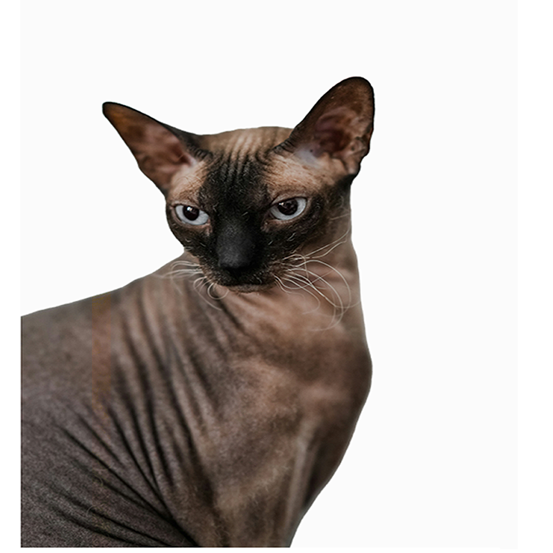 A sphynx cat — unusual in appearance, identical in nature and capability